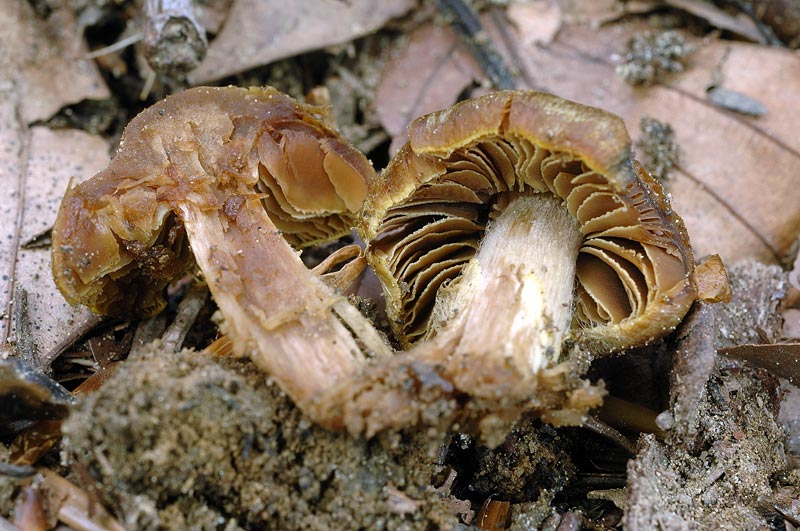 cortinarius_03.jpg