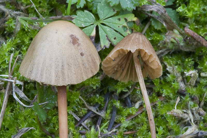 conocybe_03.jpg