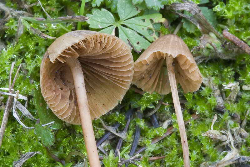 conocybe_04.jpg