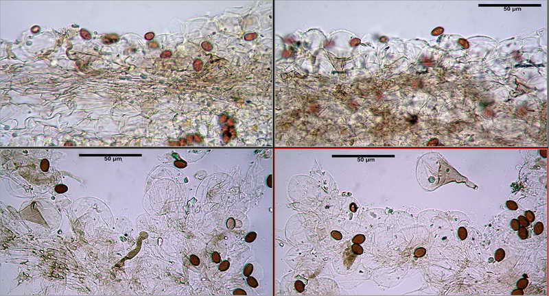 conocybe_05.jpg