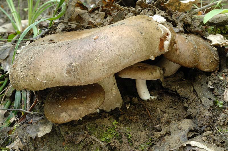 russula_01.jpg