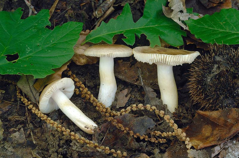 russula_minutalis_4133_02.jpg