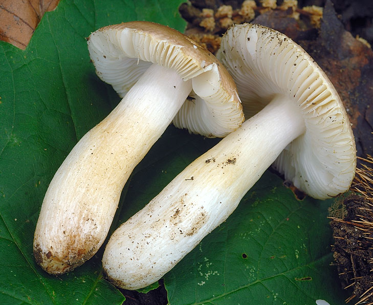 russula_minutalis_4133_04.jpg