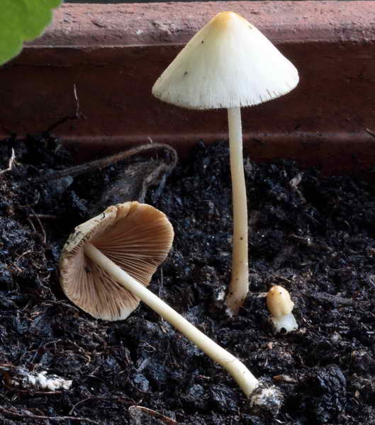 conocybe_01.jpg