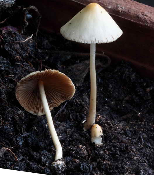 conocybe_02.jpg