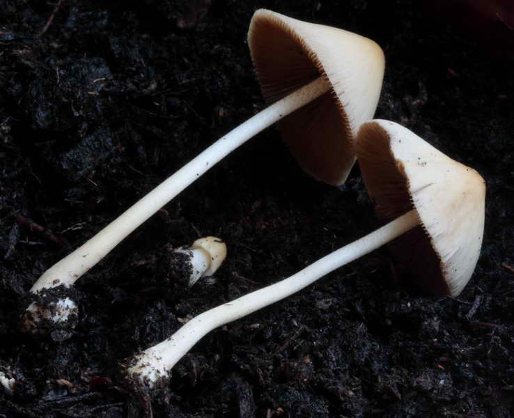 conocybe_03.jpg