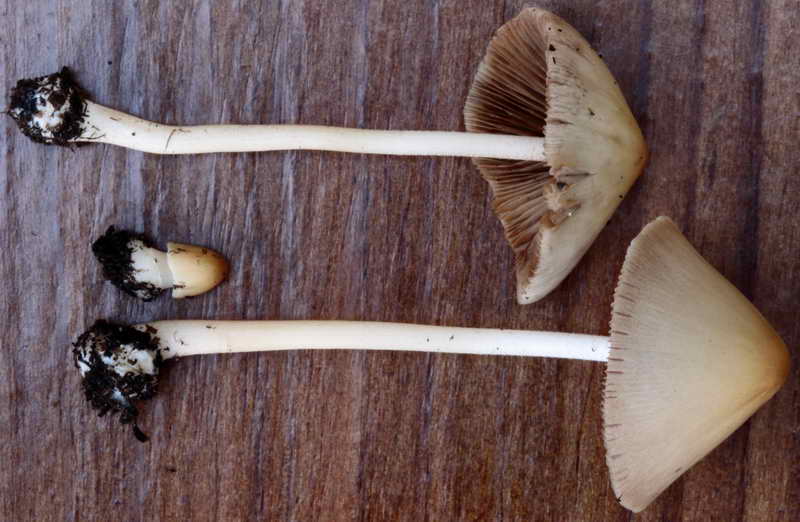 conocybe_04.jpg