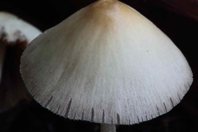 conocybe_05.jpg