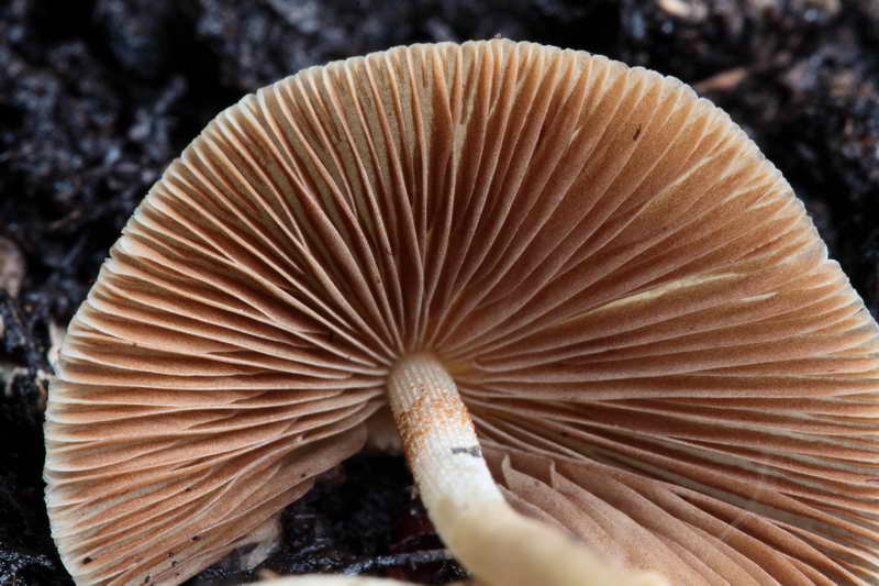 conocybe_06.jpg