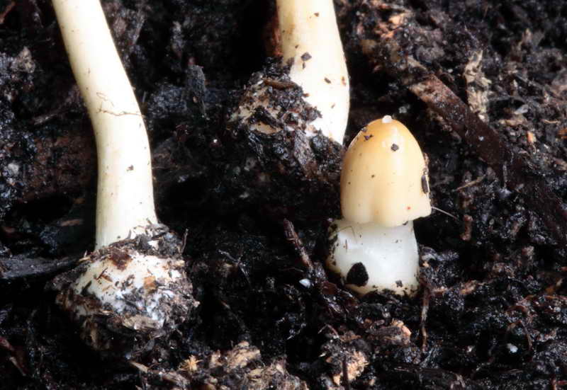 conocybe_07.jpg