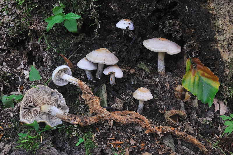 hypholoma_01.jpg