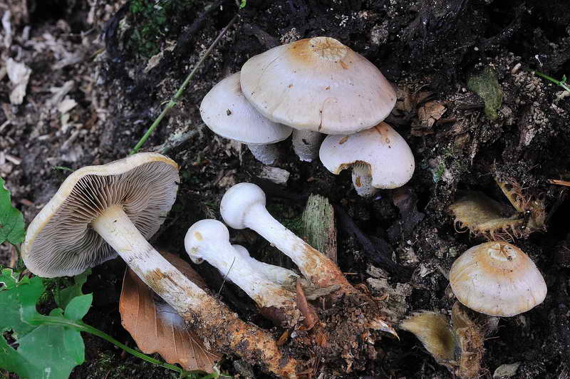 hypholoma_02.jpg