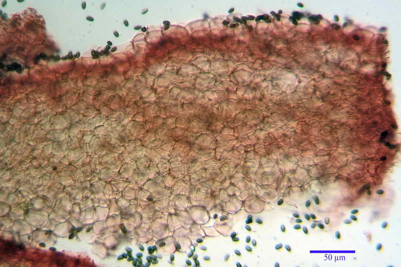 psathyrella_multipedata_4157_02.jpg