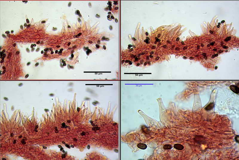 psathyrella_multipedata_4157_04.jpg