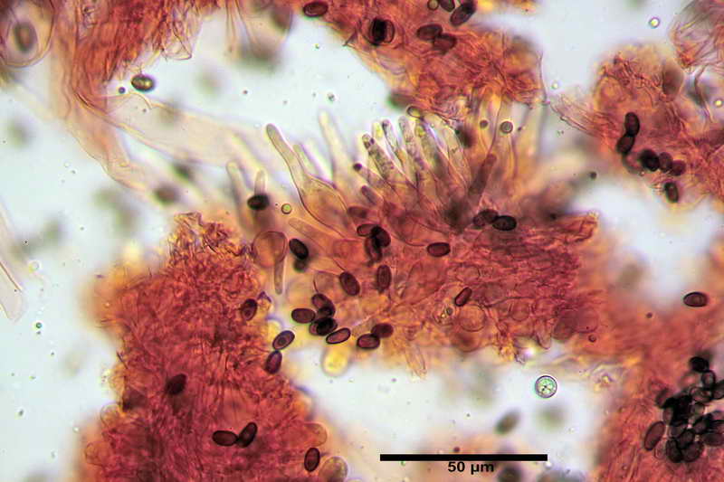 psathyrella_multipedata_4157_06.jpg