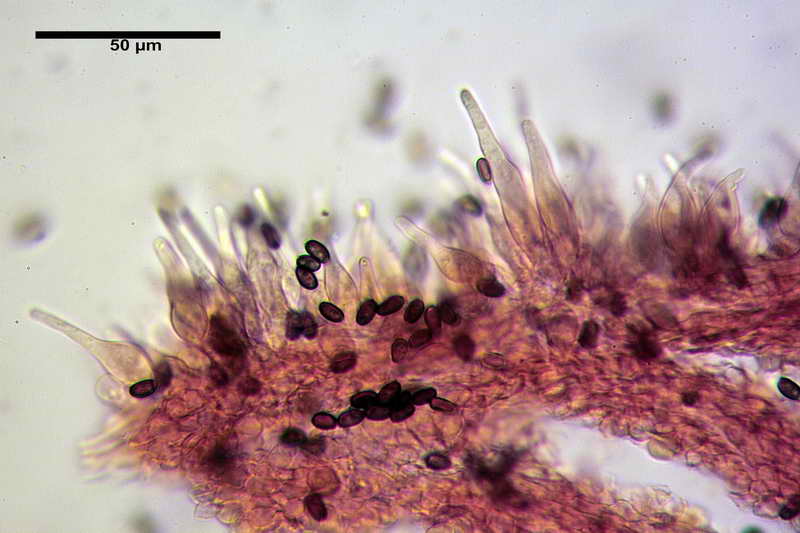 psathyrella_multipedata_4157_07.jpg