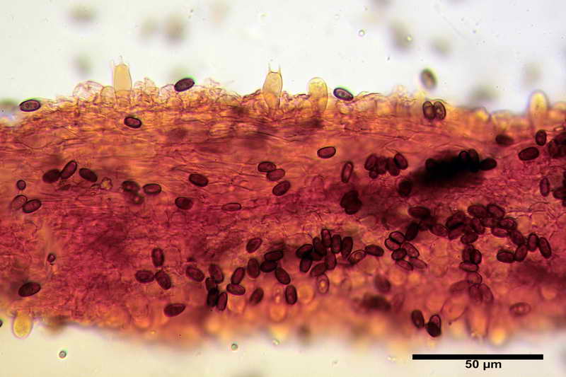 psathyrella_multipedata_4157_08.jpg