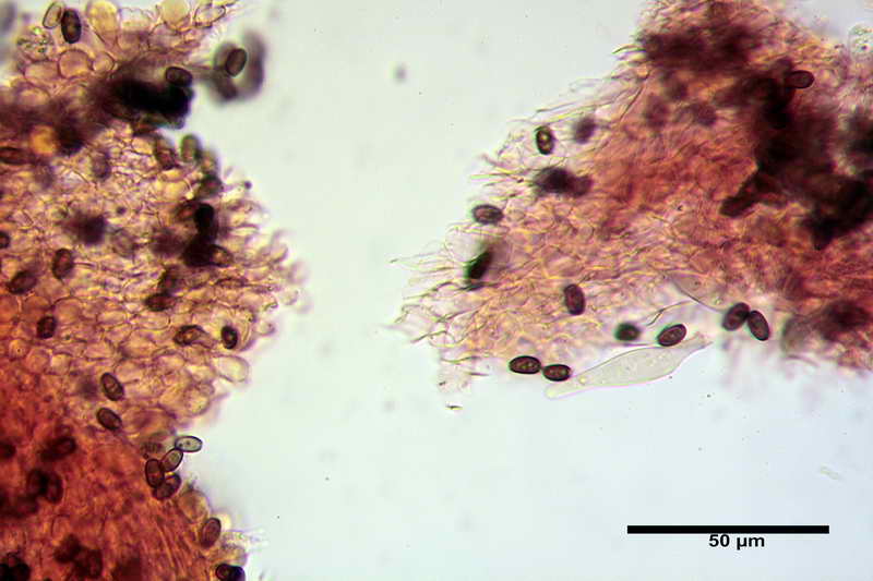 psathyrella_multipedata_4157_10.jpg