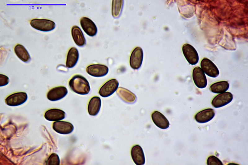 psathyrella_multipedata_4157_14.jpg