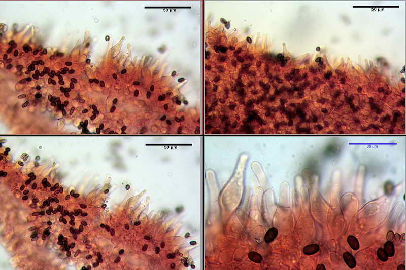 psathyrella_multipedata_4162_02.jpg