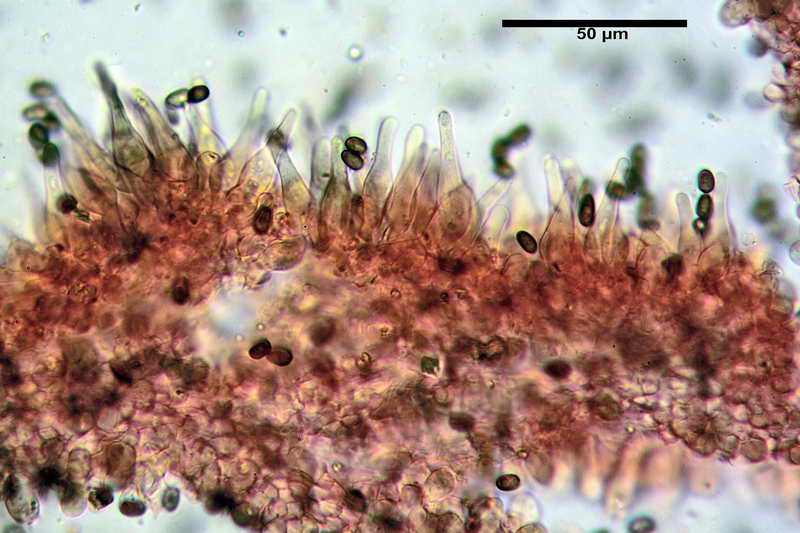 psathyrella_multipedata_4162_04.jpg