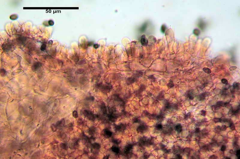 psathyrella_multipedata_4162_07.jpg