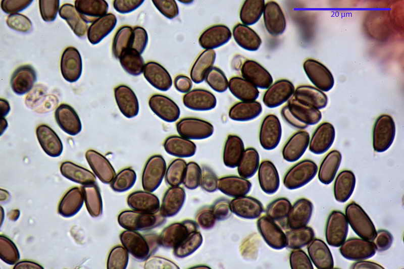 psathyrella_multipedata_4162_09.jpg