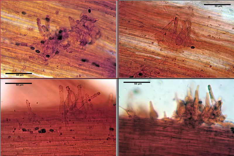 psathyrella_multipedata_4162_12.jpg