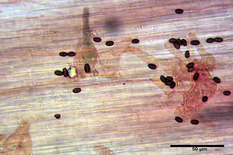 psathyrella_multipedata_4157_17.jpg