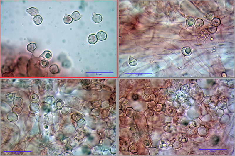 entoloma_nitidum_4158_04.jpg