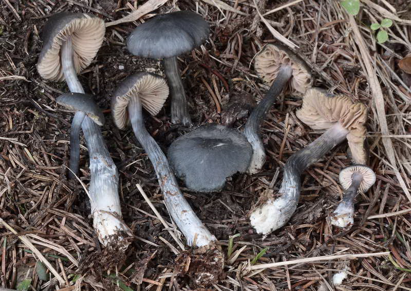 entoloma_nitidum_4158_02.jpg