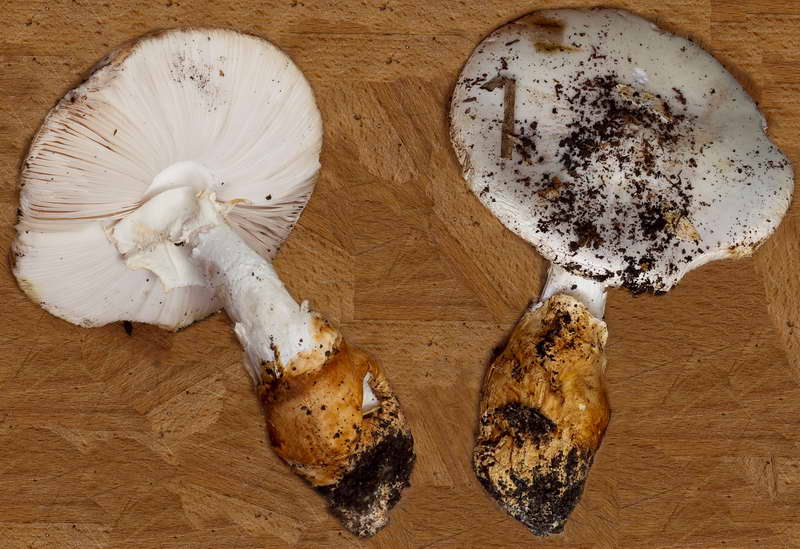 amanita_proxima_01.jpg