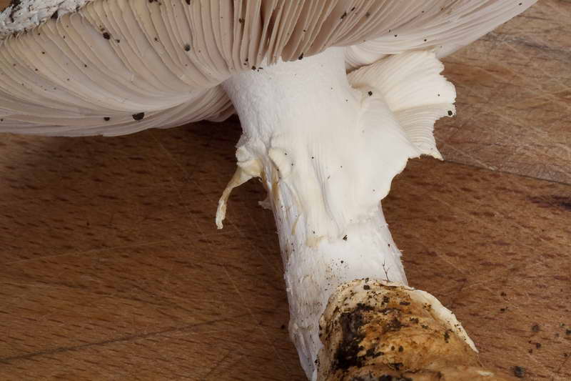 amanita_proxima_04.jpg