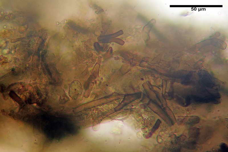 rhizopogon_villosulus_4208_04.jpg