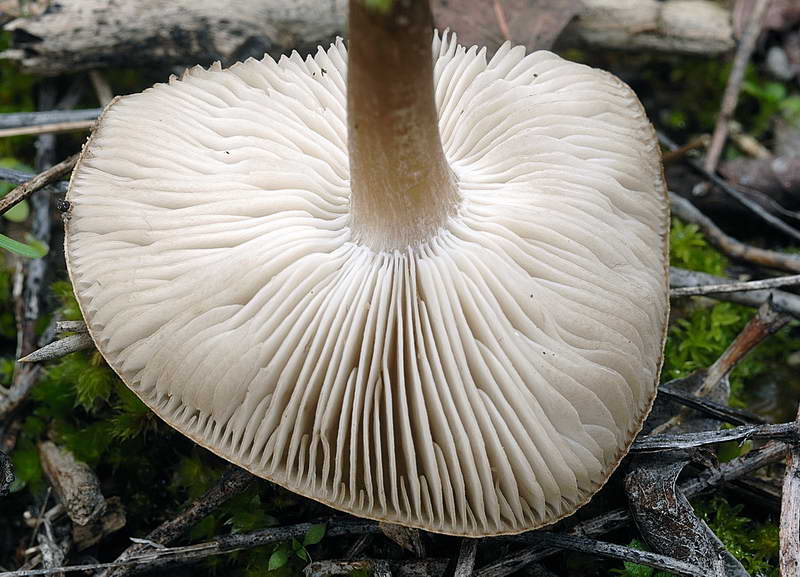 melanoleuca_rasilis_var_leucophylloides_03.jpg