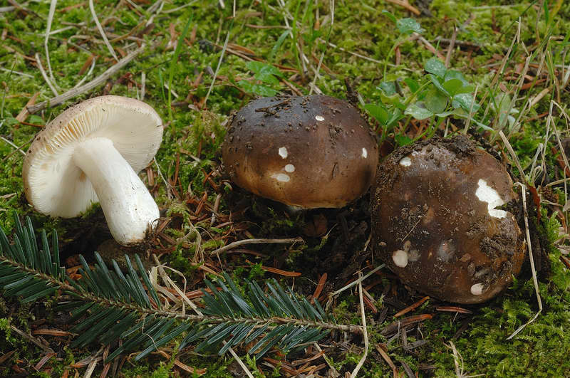 russula_favrei_4310_01.jpg