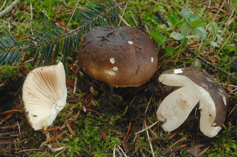 russula_favrei_4310_02.jpg