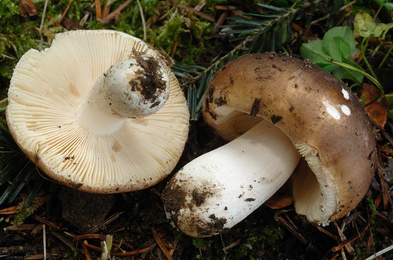 russula_favrei_4310_04.jpg