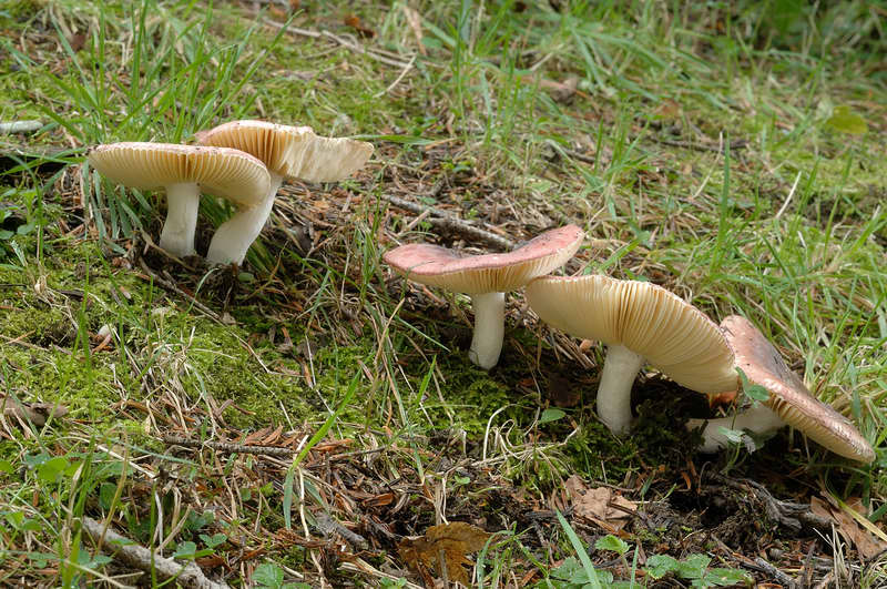 russula_turci_4311_01.jpg