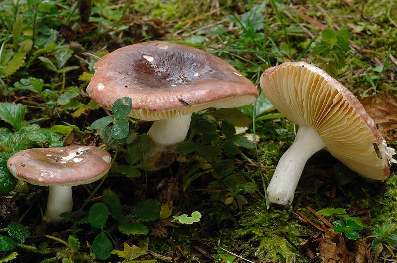 russula_turci_4311_02.jpg