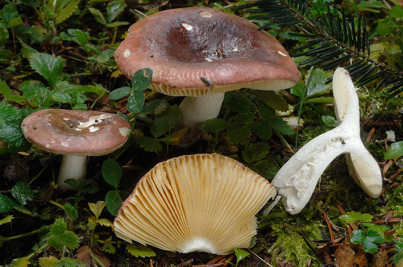 russula_turci_4311_03.jpg