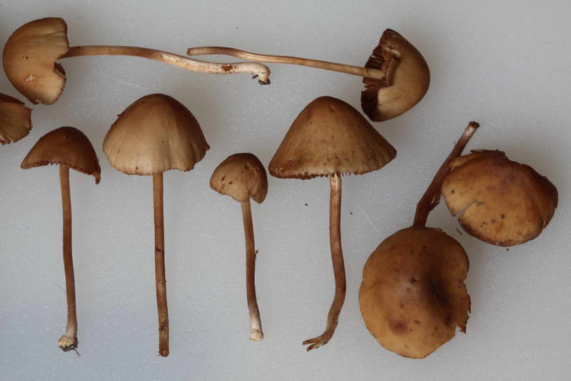 conocybe_semiglobata_4414_05.jpg