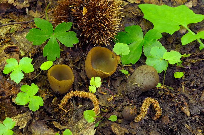 peziza_phyllogena_4434_02.jpg