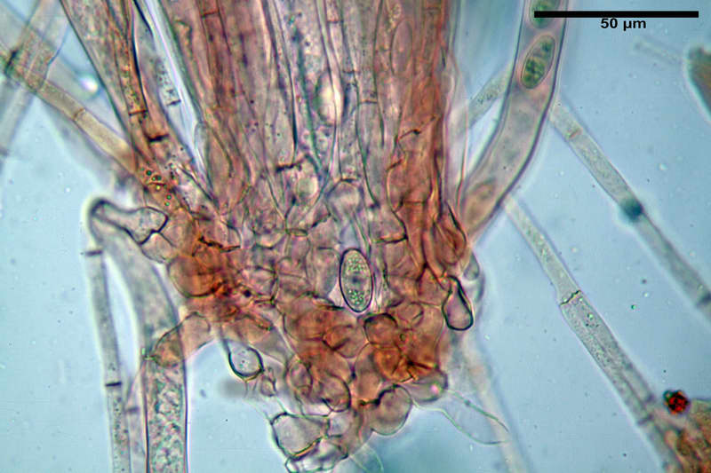peziza_phyllogena_4434_28.jpg