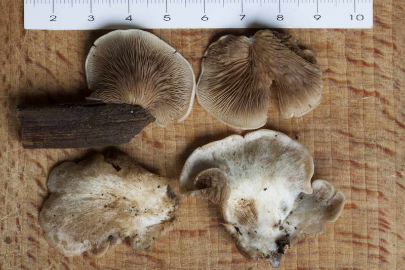 Crepidotus_autochthonus_4441_04.jpg