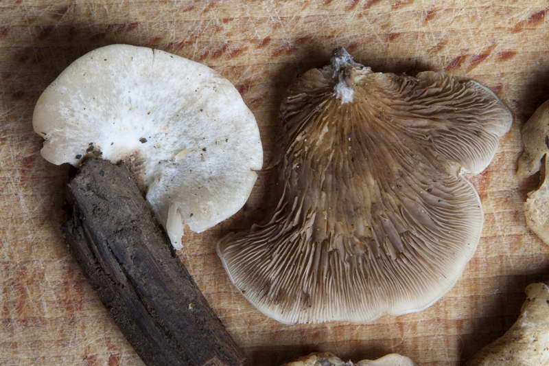 Crepidotus_autochthonus_4441_05.jpg