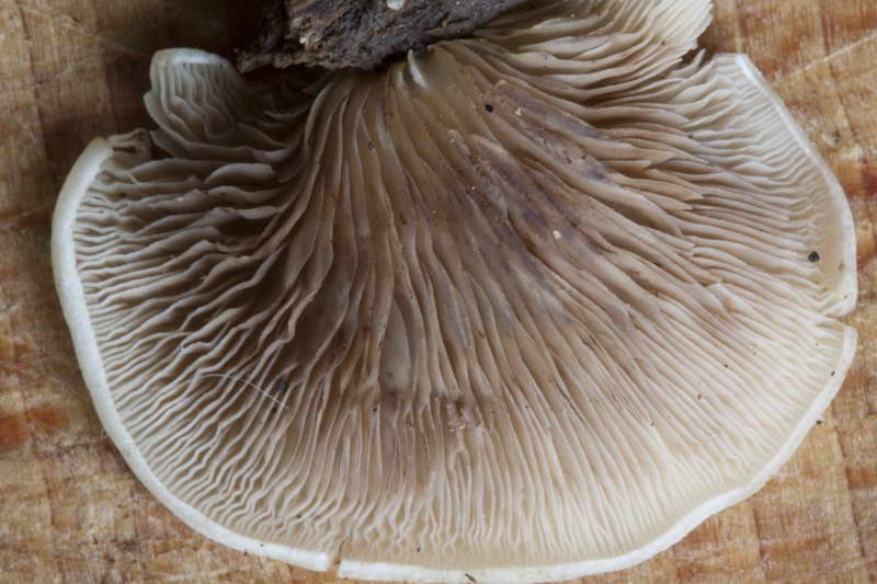 Crepidotus_autochthonus_4441_07.jpg