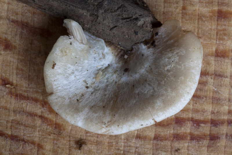 Crepidotus_autochthonus_4441_09.jpg