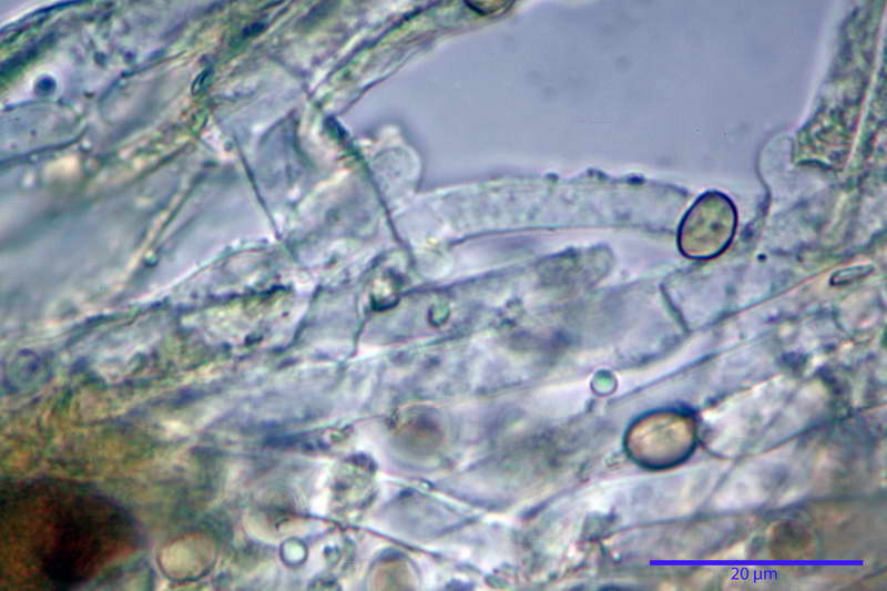 Crepidotus_autochthonus_4441_12.jpg