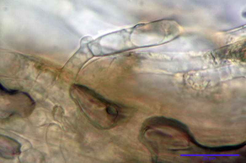 Crepidotus_autochthonus_4441_13.jpg